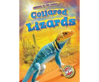 Collared_Lizards